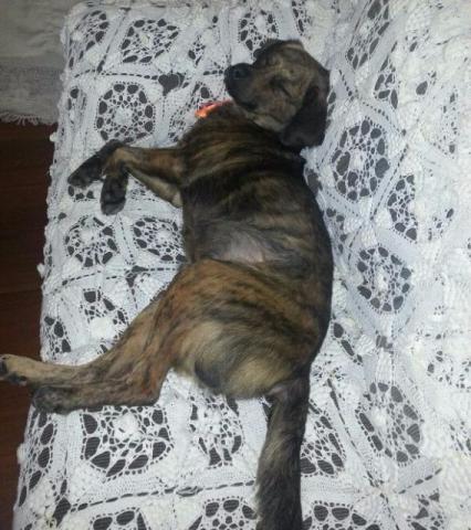 Doação - Macho - Tirado de maus tratos