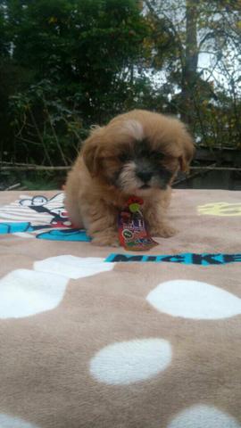 Hiper promoção lhasa apso chocolate.