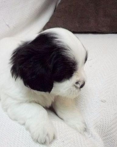 Lhasa Apso