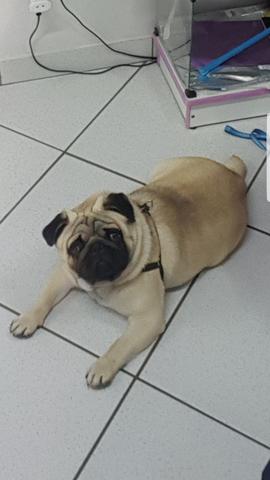 Macho de pug para Crusa