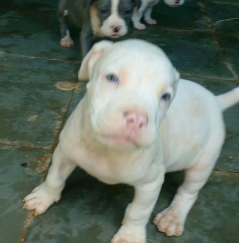 Pit Bull Red Nose