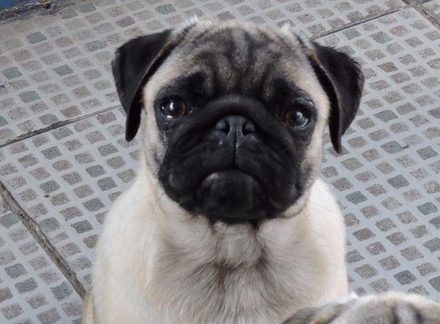 Pug femea 10 meses