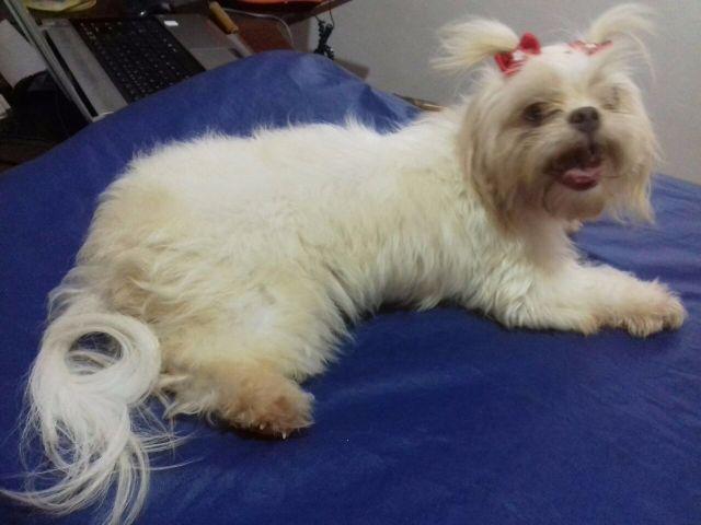 Shih Tzu adulta 2 anos linhagem chocolate