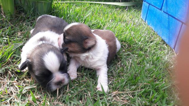 Shih Tzu raça pura de procedência