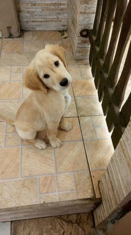 Vende-se golden retriever