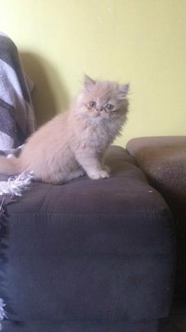 Vendo gato macho persa 4 meses