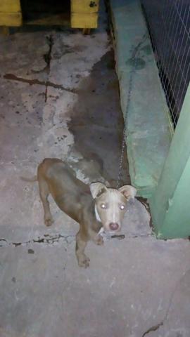 Vendo pitbull