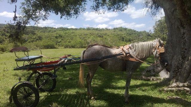 Barbada Charrete 2 lugares de madeira com encilha