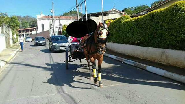 Cavalo ligeiro de charrete