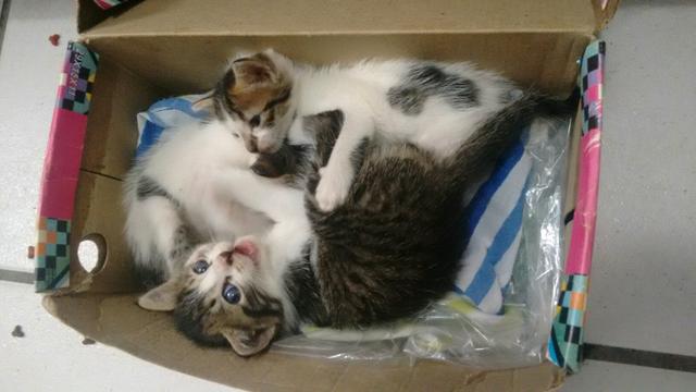 Cinco gatinhos abandonados