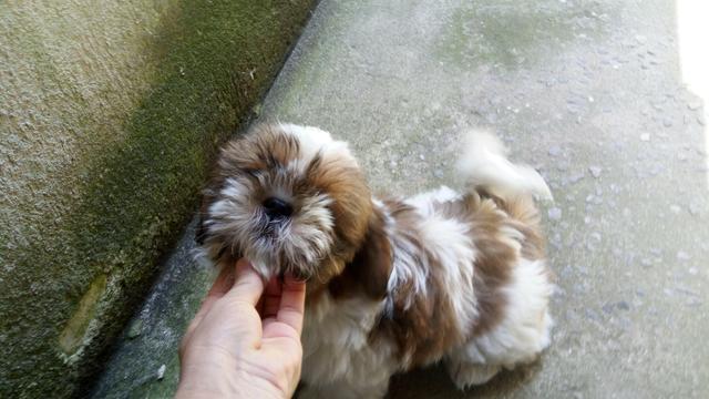 Lindo shihuzul macho avenda