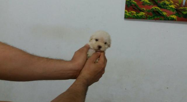Poodle Toy ORIGINAL! MIUDINHOS! !!!!!!