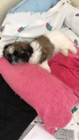Shih Tzu