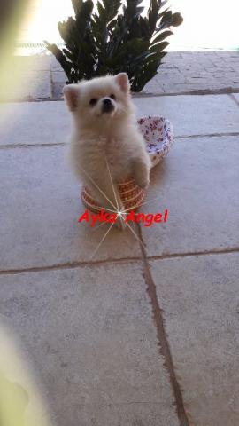 Spitz Alemão anã linda ótimo preço