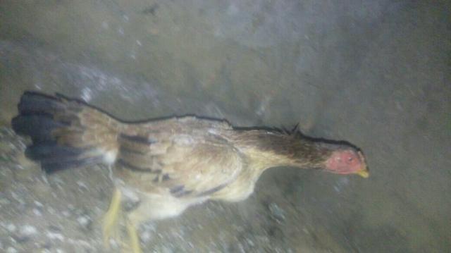 Vendo galinha índia