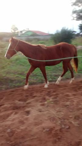 Vendo outro carro ou CRF