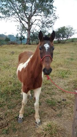 Égua mansa e dócil