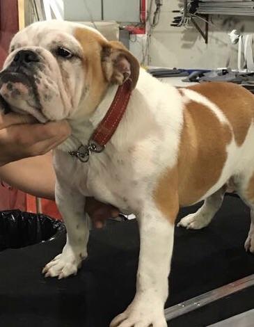 Bulldog Inglês com preço imperdível