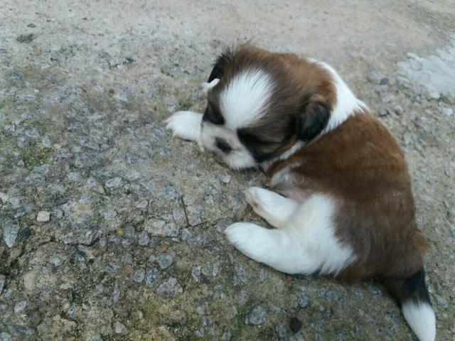 Cachorro de raça - Shiztu