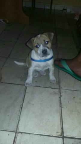 Cachorro para doação