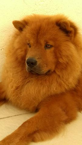 Chow chow disponível para cruzar.