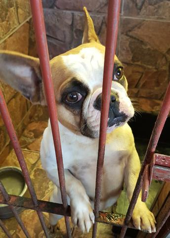 Fêmea bulldog francês