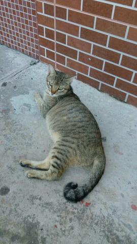 Gata castrada para adoção responsável