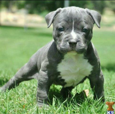 Pitbull bruenose cinza