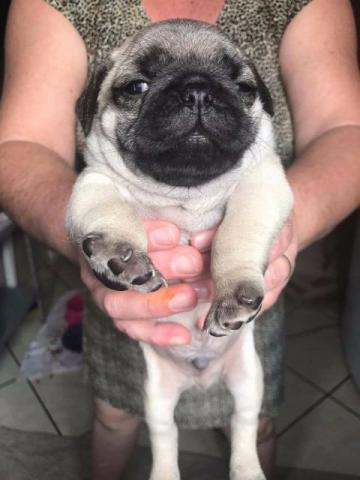 Pug