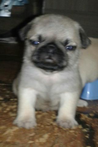 Pugs machos 60 dias