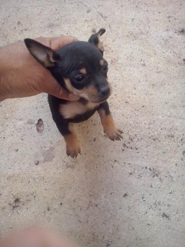 Vendo pinscher