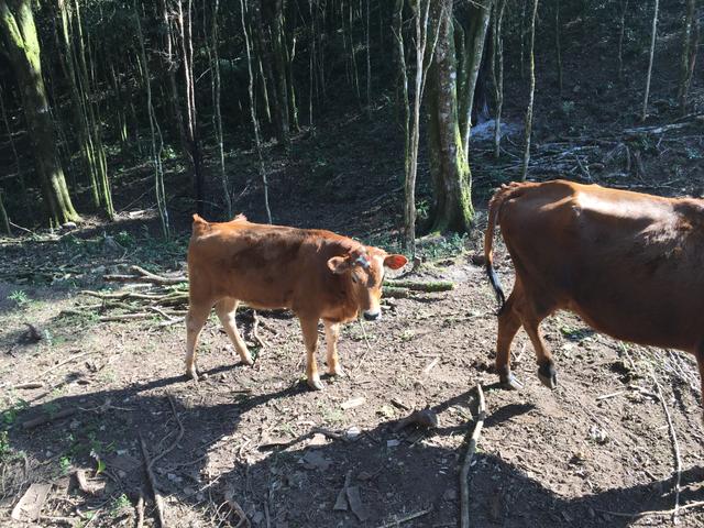 Vendo vaca e terneira