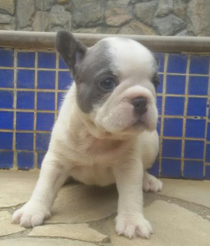 Bulldog Francês Blue Pleid Fêmea Exótica