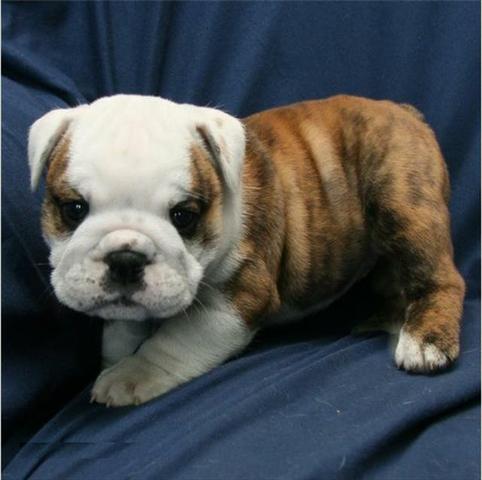 Bulldog Inglês 12x cartão