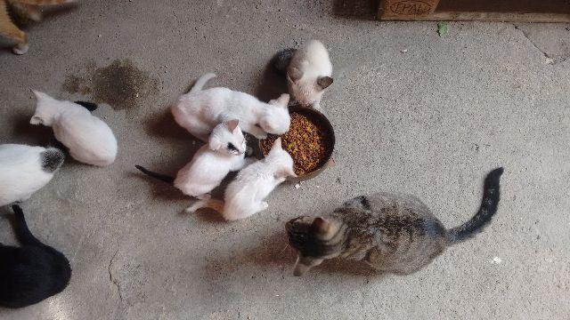 Doação de 4 gatinhos