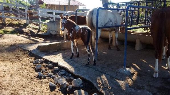 Egua Appaloosa