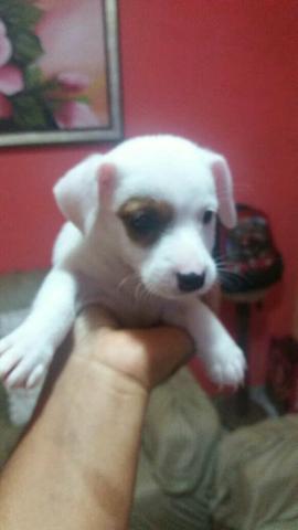 Jack Russel terrier