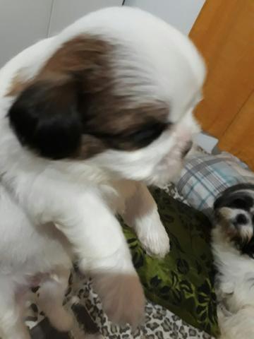 Lindos bebês de shithzu machos