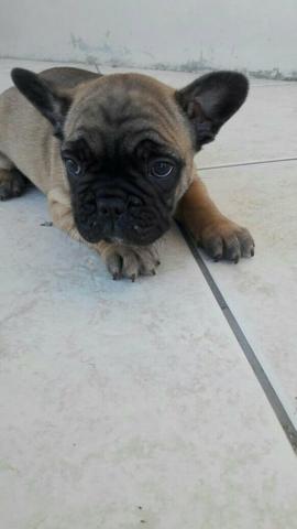 Lindos machos de buldog