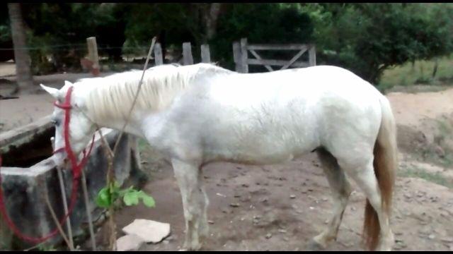 Piquira Marchador 8 Anos