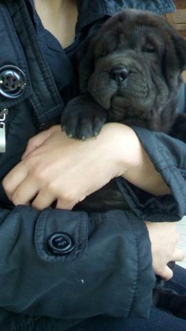 Sharpei Fêmea Black