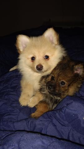 Spitz alemão Lulu da palmeirania anão