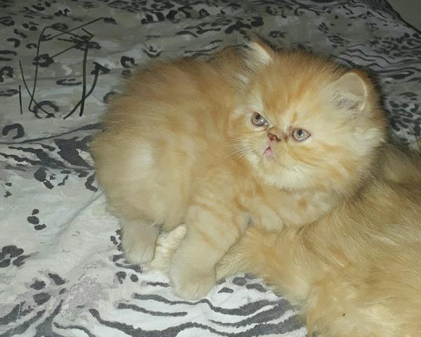 Uma gata persa completando 2 meses dia 17