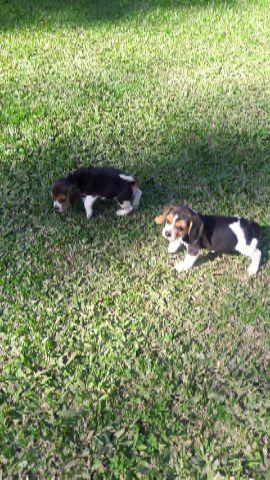 Beagle Beagle mini as menores