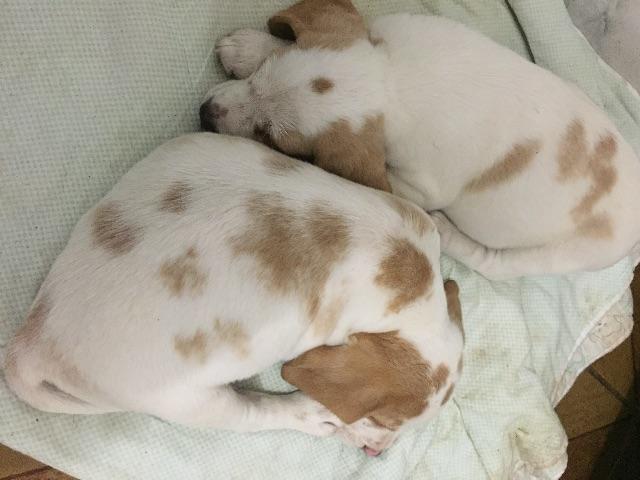 Beagle Macho Bicolor