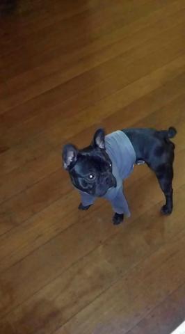 Bulldog francês disponivel para cobertura