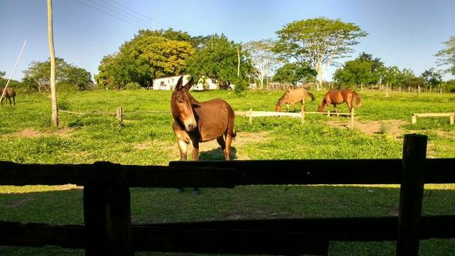 Burro preto