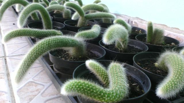 Cacto Rabo de Macaco