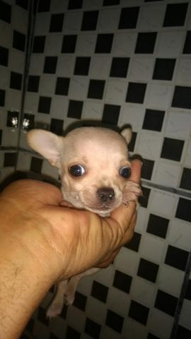 Chihuahua ac cartão