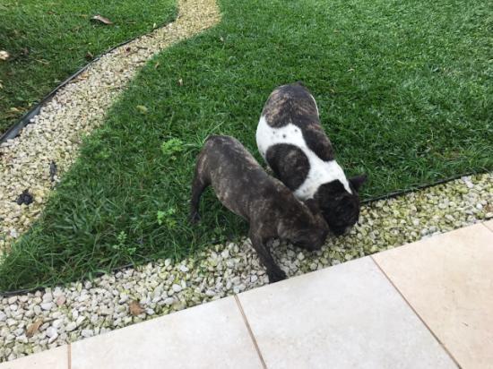 Duas Matrizes de Bulldog Francês, com pedigree